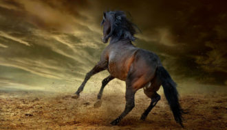 Caballos Mustang