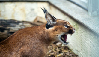 Caracal