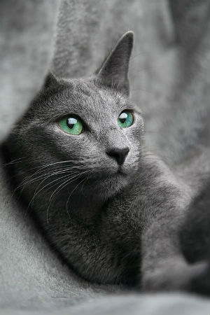 Gato Azul Ruso
