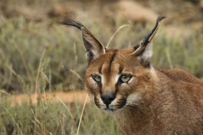 Lince africano