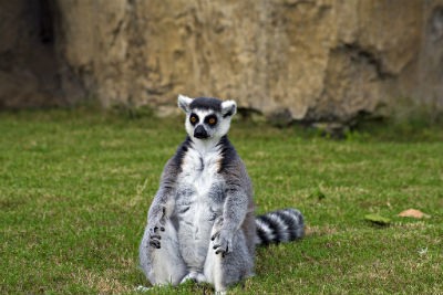 Bioparc Valencia