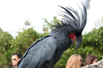 Loro Parque Santa Cruz de Tenerife