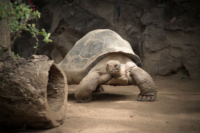 Tortuga de tierra