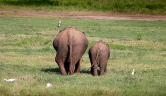 Elefantes de Sri Lanka