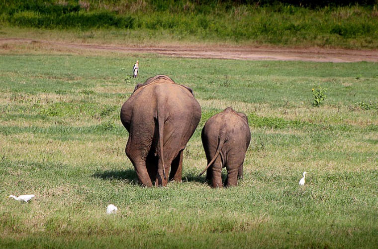 Elefantes de Sri Lanka